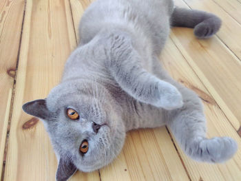 High angle view of cat relaxing on hardwood floor