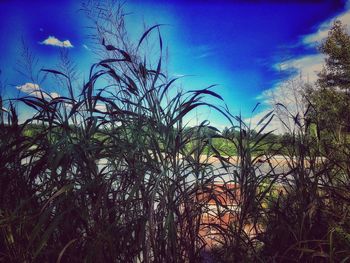 Low angle view of silhouette trees against sky