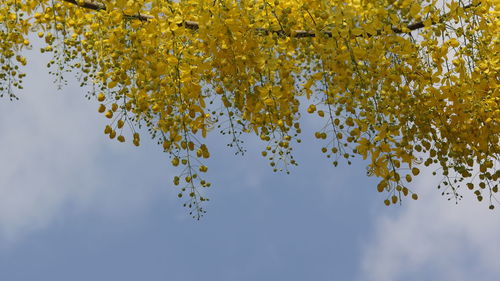 Low angle view of flowering plant against sky