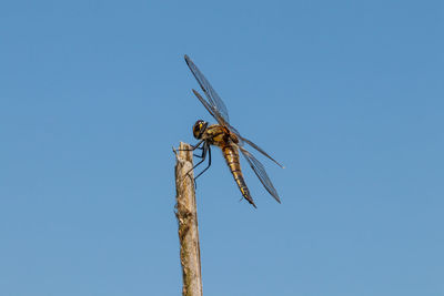 Low angle view of dragonfly on plant against blue sky