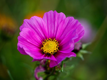 Close-up of pink flower