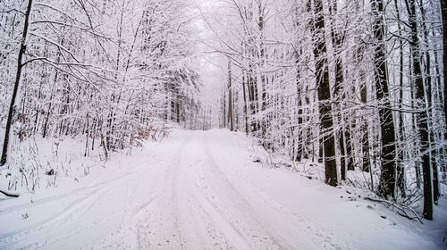 Snow covered road amidst trees in forest