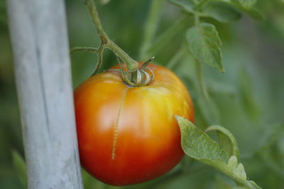 Close-up of fruit