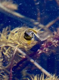 Close-up of snake in water