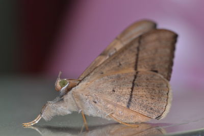 Close-up of butterfly