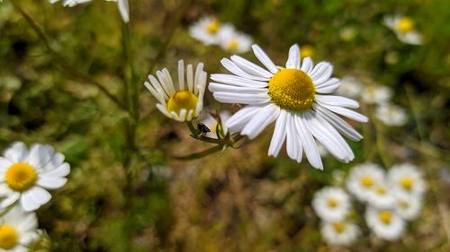 Close-up of white daisy flowers