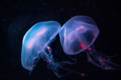 Close-up of jellyfish against black background