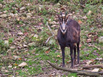 Deer standing on field