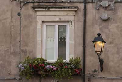 Potted plant on street light against building