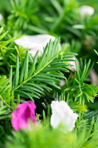 Close-up of fresh green plant