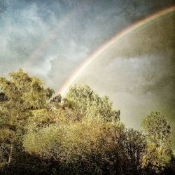 Rainbow over trees against cloudy sky