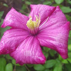 Close-up of pink flower blooming outdoors