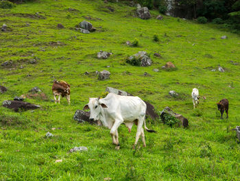 Sheep grazing in a field