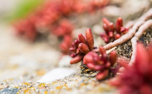 Close-up of red flowers