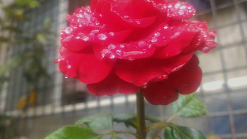 Close-up of red rose blooming outdoors