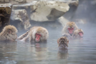 Japanese macaques relaxing in hot spring 