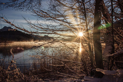 Sunlight streaming through trees in lake against sky