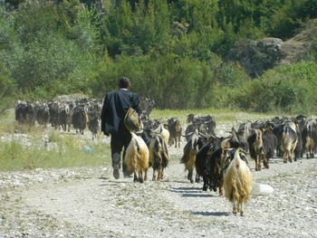 Rear view of man walking with goats on field