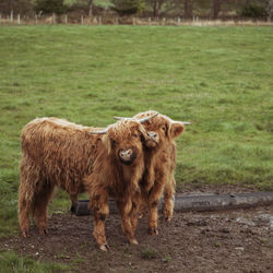 Highland cattle