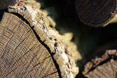 Close-up of wood