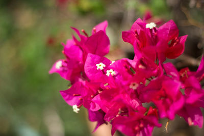 Close-up of pink flowers