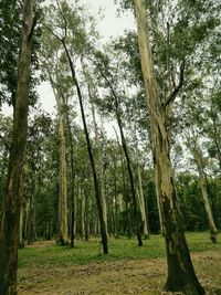 Trees in forest