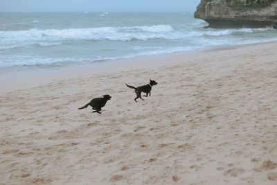 Dog running on beach