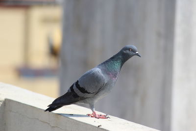 Close-up of bird perching on retaining wall