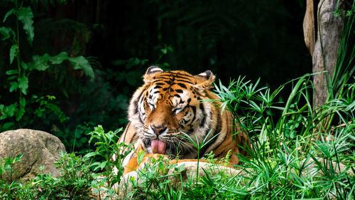 Close-up of tiger plants