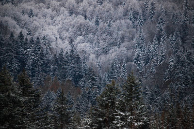View of pine trees in forest during winter