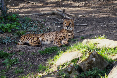 View of cat relaxing on land