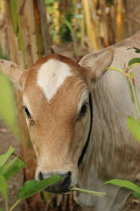 Beef calf looking shy and curious at camera like a small child