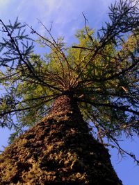 Low angle view of tree against sky