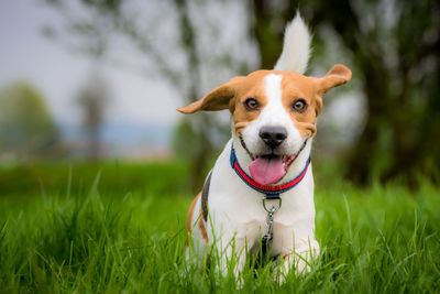 Portrait of a dog on field