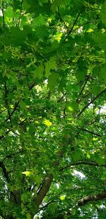 Low angle view of tree