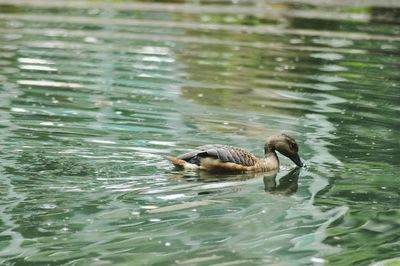 Duck swimming in lake