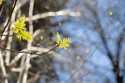 Close-up of yellow flowering plant