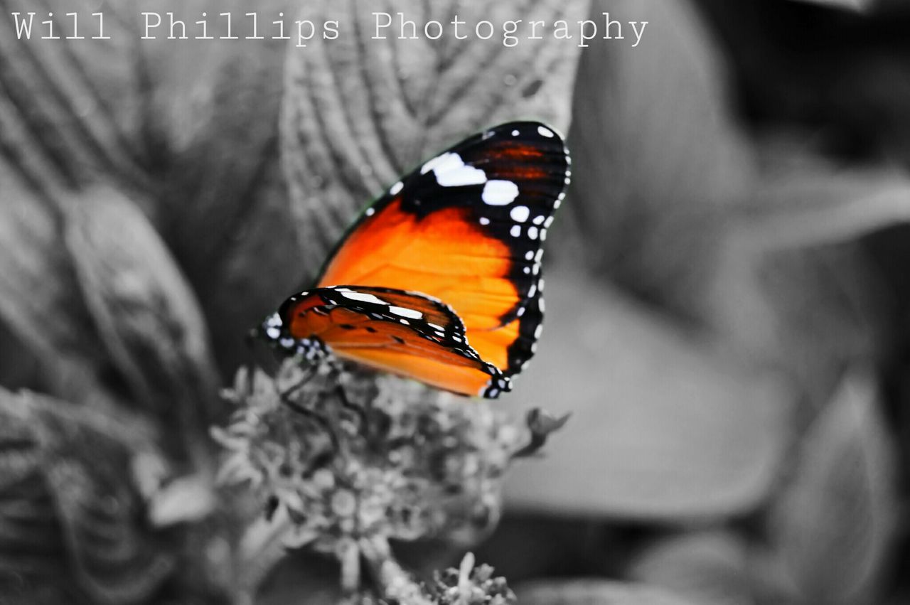 insect, one animal, butterfly - insect, animals in the wild, animal themes, wildlife, butterfly, close-up, focus on foreground, animal markings, orange color, animal wing, beauty in nature, nature, animal antenna, flower, natural pattern, selective focus, fragility, outdoors