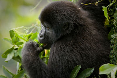 Close-up side view of a gorilla