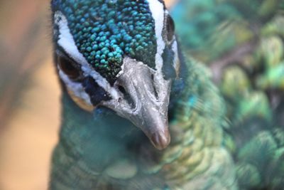 Close-up of peacock