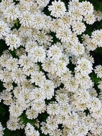 Close-up of white flowers