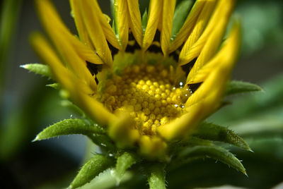 Close-up of yellow flowering plant