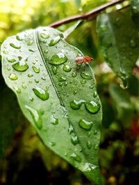 Close-up of water drops on leaf