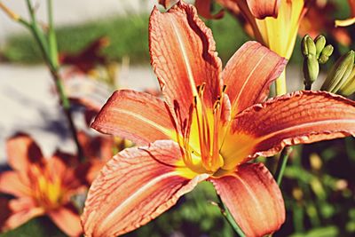 Close-up of day lily blooming outdoors