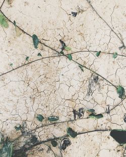 High angle view of plants against wall