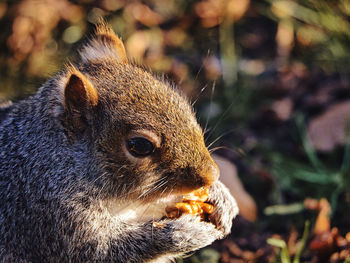 Close up of grey squirrel eating a nut.