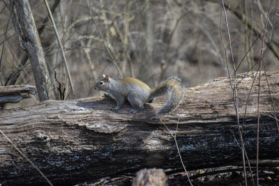 Squirrel on tree in forest