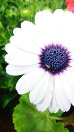 Close-up of white flower blooming outdoors