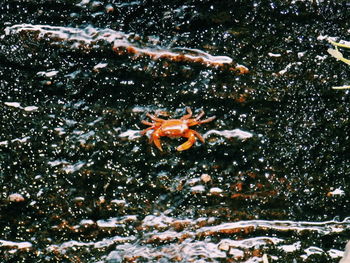Close-up of crab swimming in water