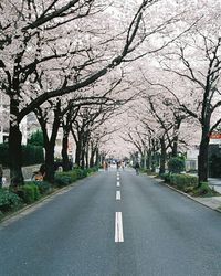 Road along trees